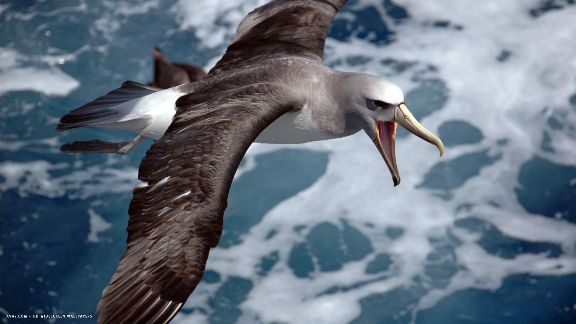 albatross thalassarche salvini flying sea bird hd widescreen wallpaper