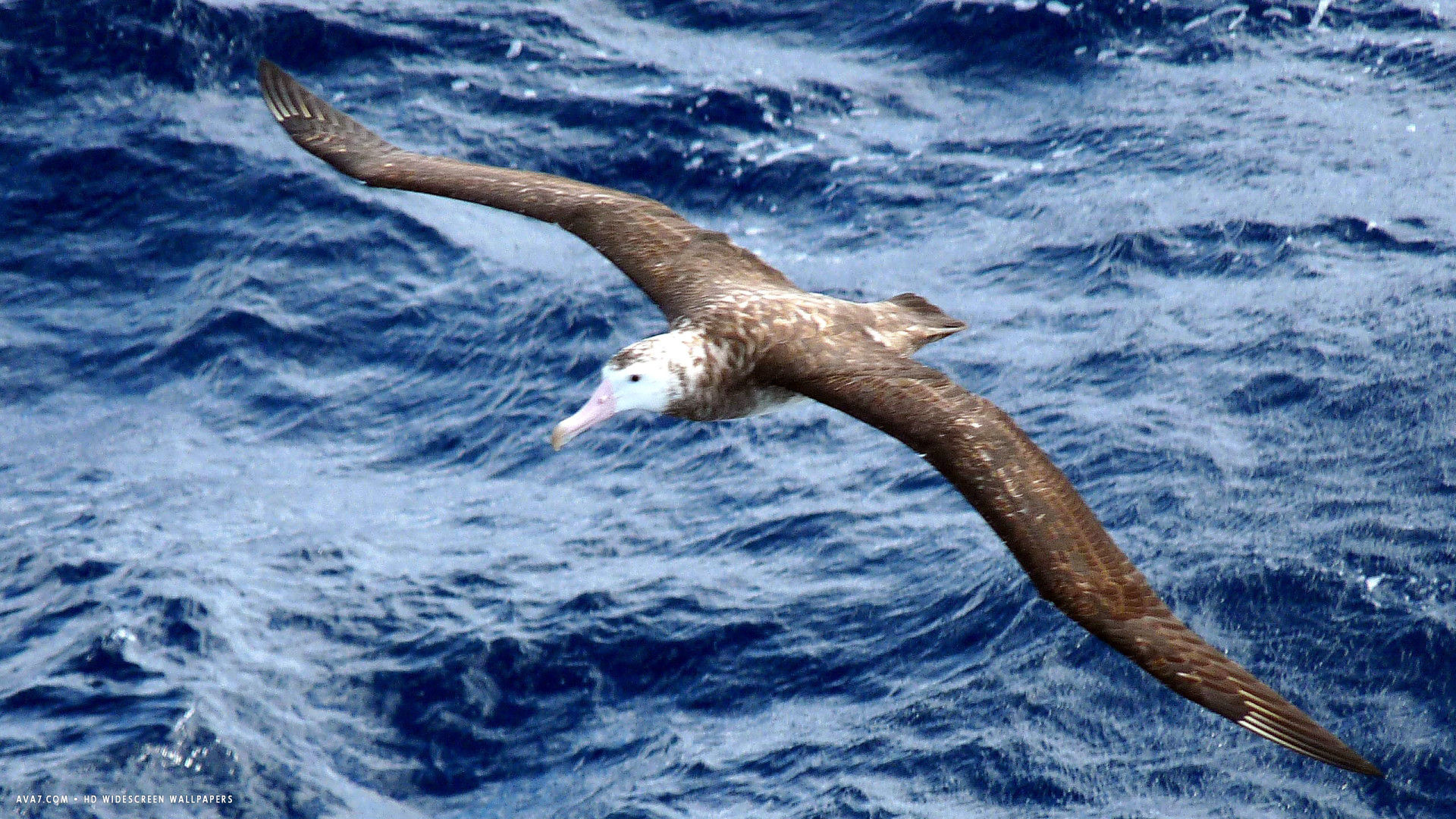 albatross tristan bird flying wings sea hd widescreen wallpaper