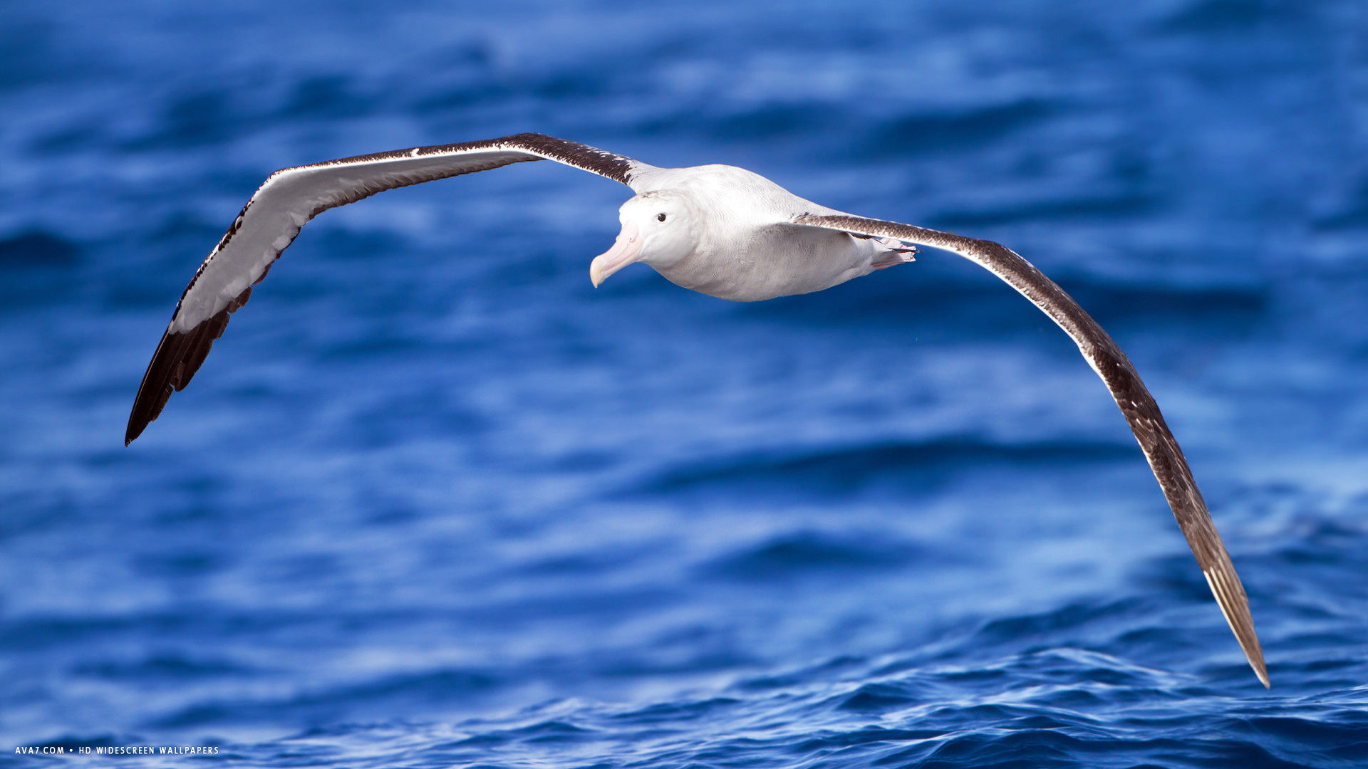 albatross wandering diomedea exulans flight bird sea hd widescreen wallpaper