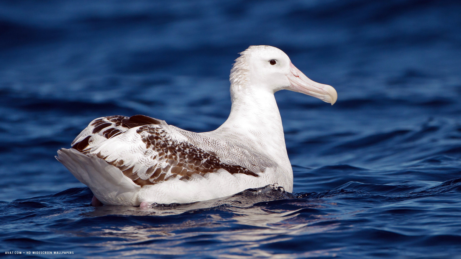 albatross wandering white bird hd widescreen wallpaper