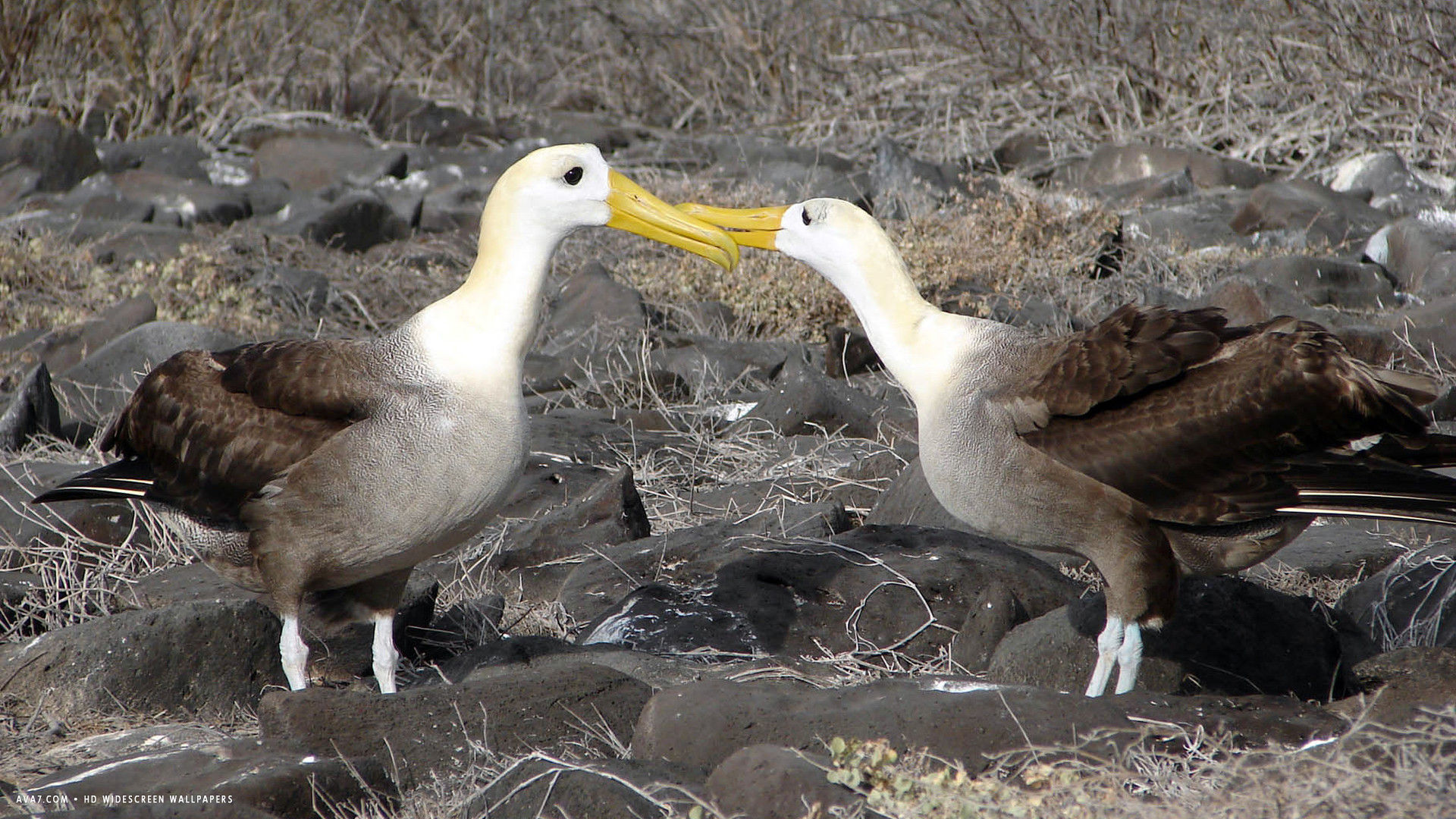 albatross waved albatrosses courtship ritual kissing ground bird hd widescreen wallpaper