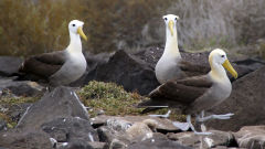 albatross waved galapagos three albatrosses birds rocks