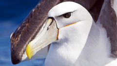 albatross white capped close head portrait bird