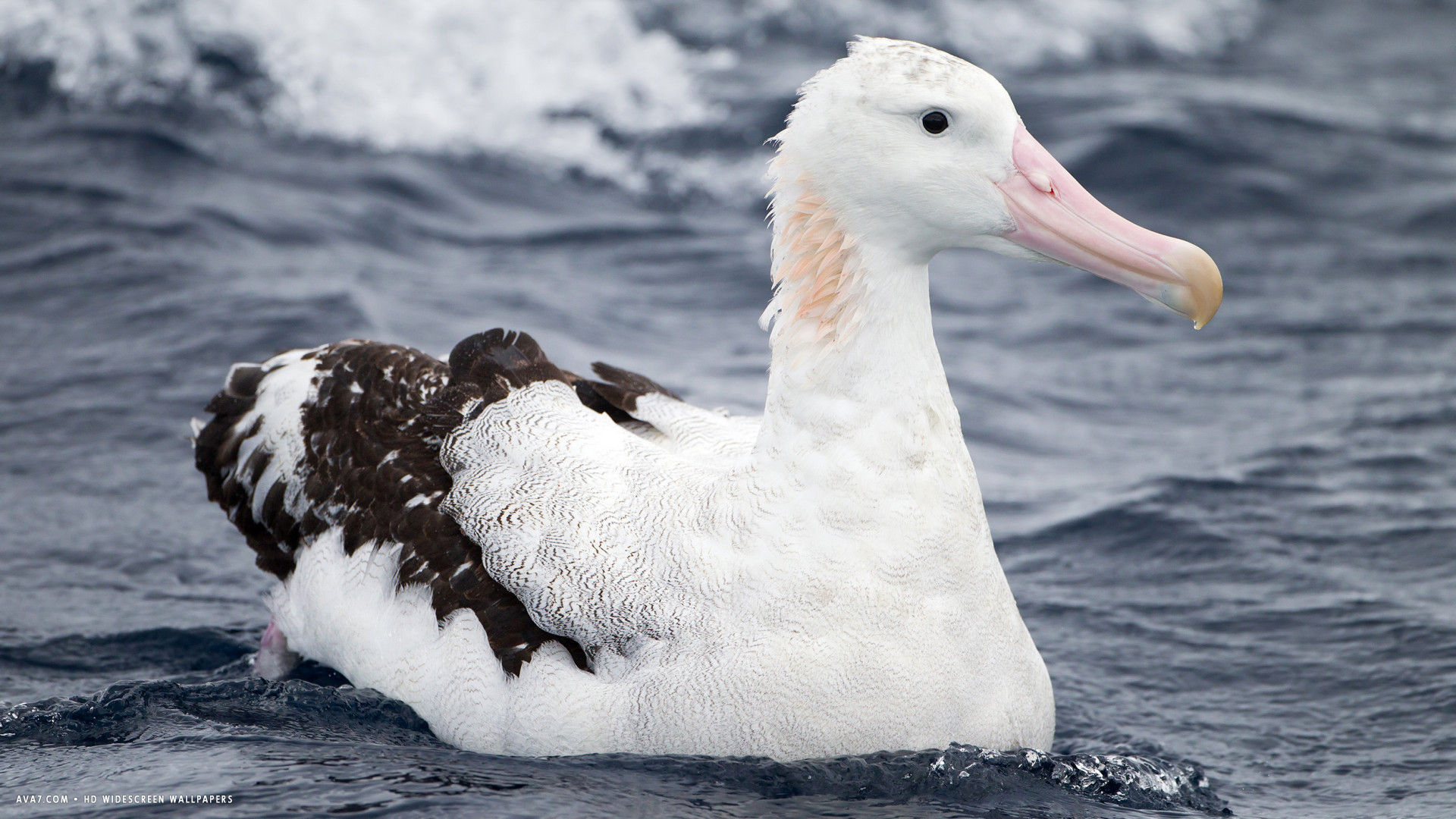 albatross white winged sea bird hd widescreen wallpaper