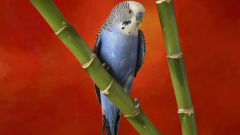 budgie common pet parakeet bird