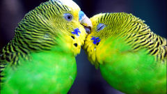 budgie cute romantic green budgies love birds