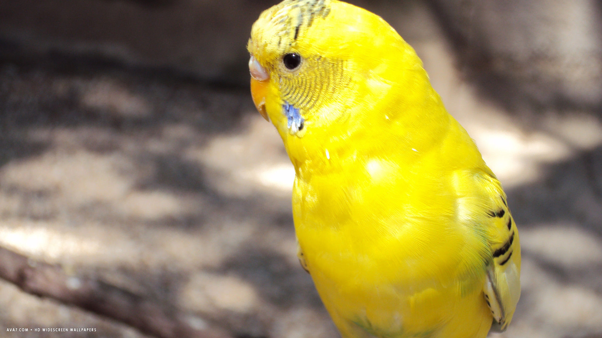 budgie parrot cute yellow parakeet bird hd widescreen wallpaper