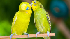 budgie two budgies love bird parrots