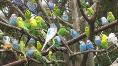 budgie zoo melopsittacus undulatus flock hundreds birds