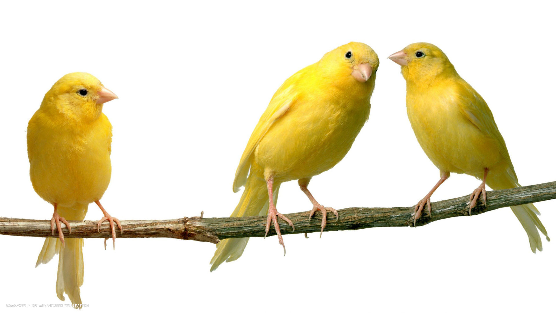 canary canaries serinus canaria domestica bird hd widescreen wallpaper