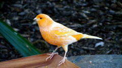 canary common bird