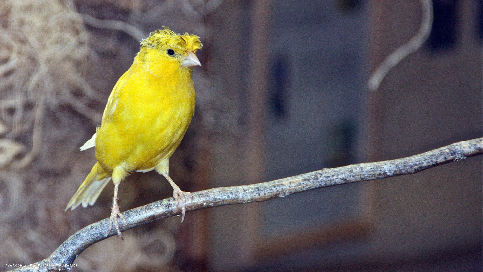 canary crested intense yellow crest bird hd widescreen wallpaper