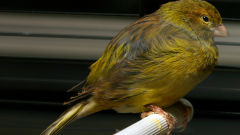canary domestic bird serinus canaria yellow black