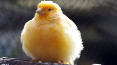 canary fluffy canary bird