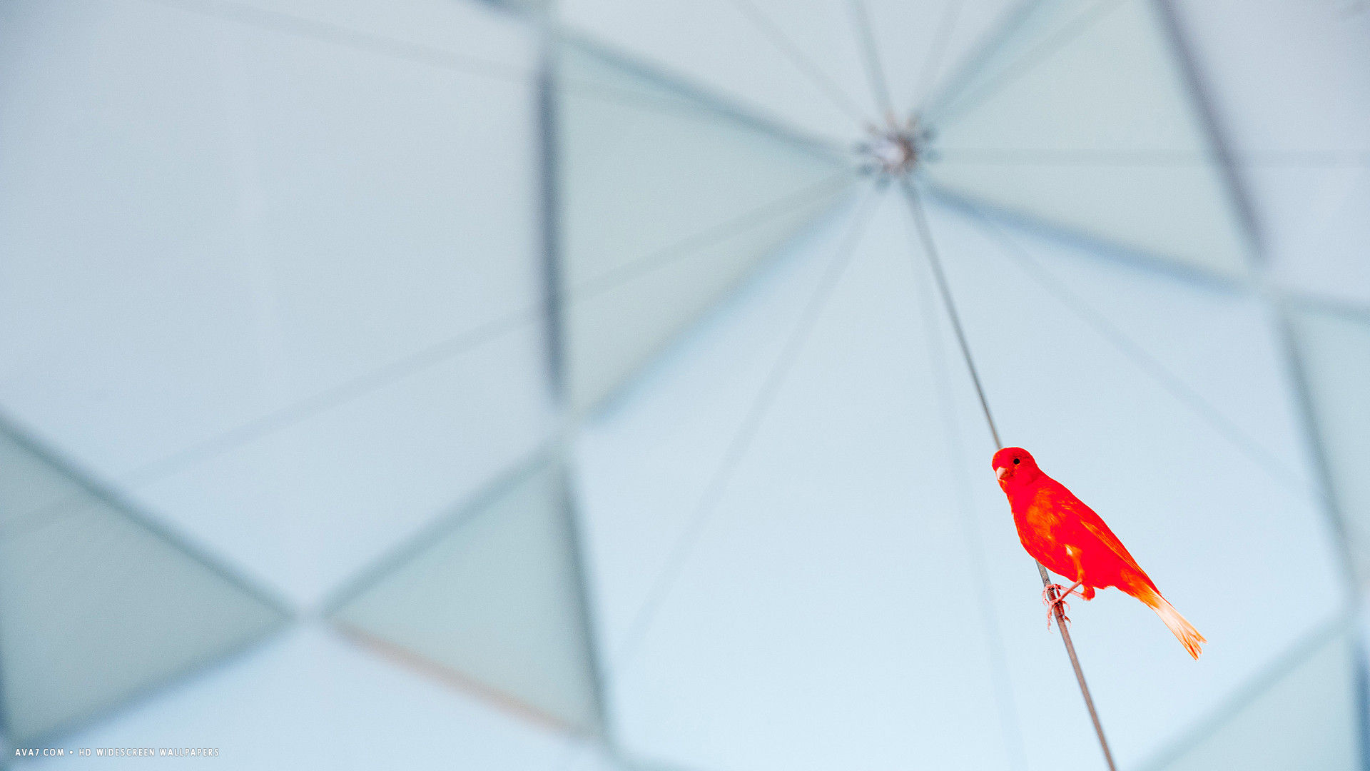 canary red factor bird minimalistic hd widescreen wallpaper