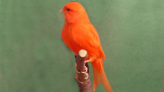 canary red factor bird