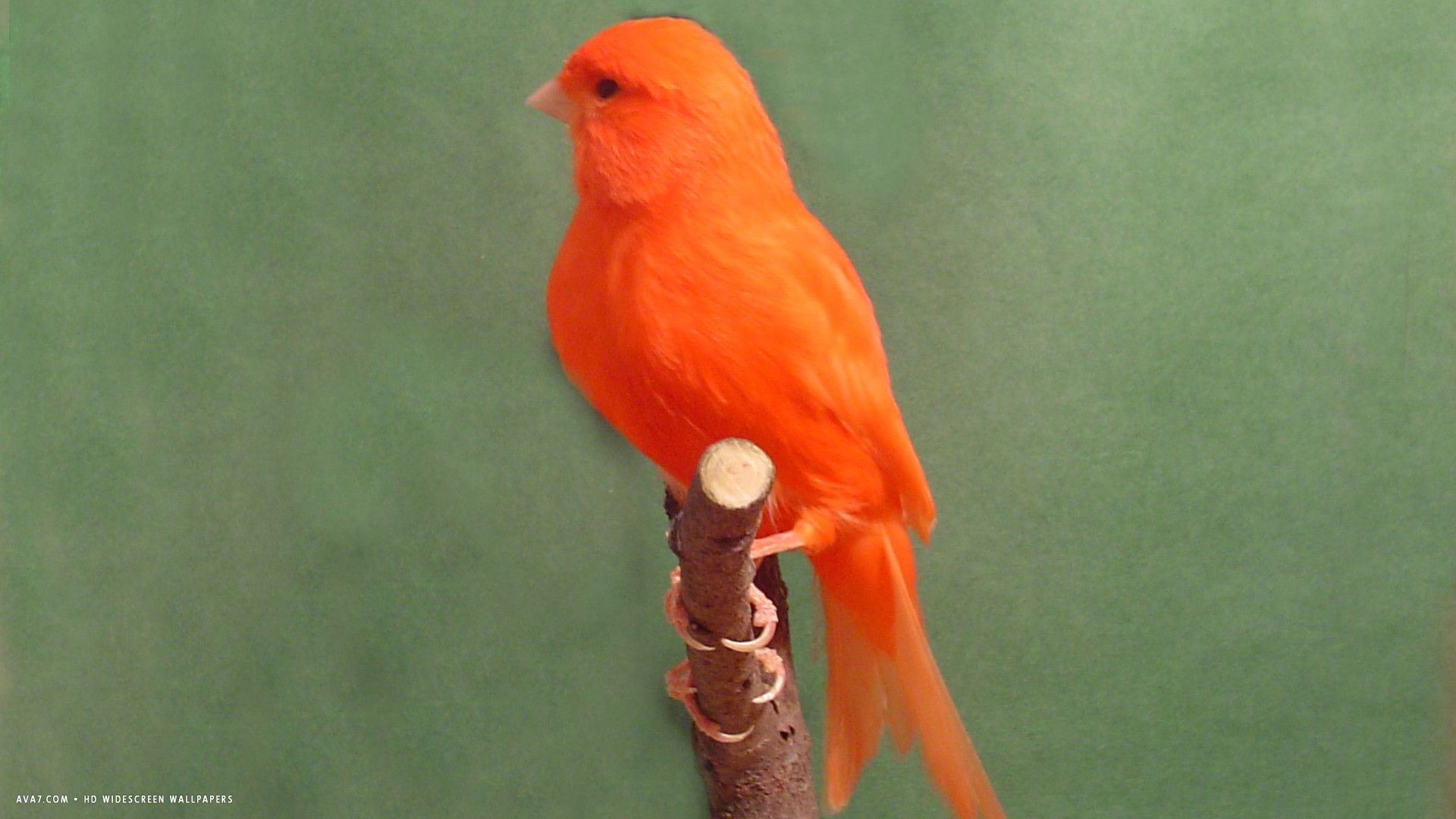 canary red factor bird hd widescreen wallpaper