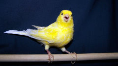 canary singing yellow bird