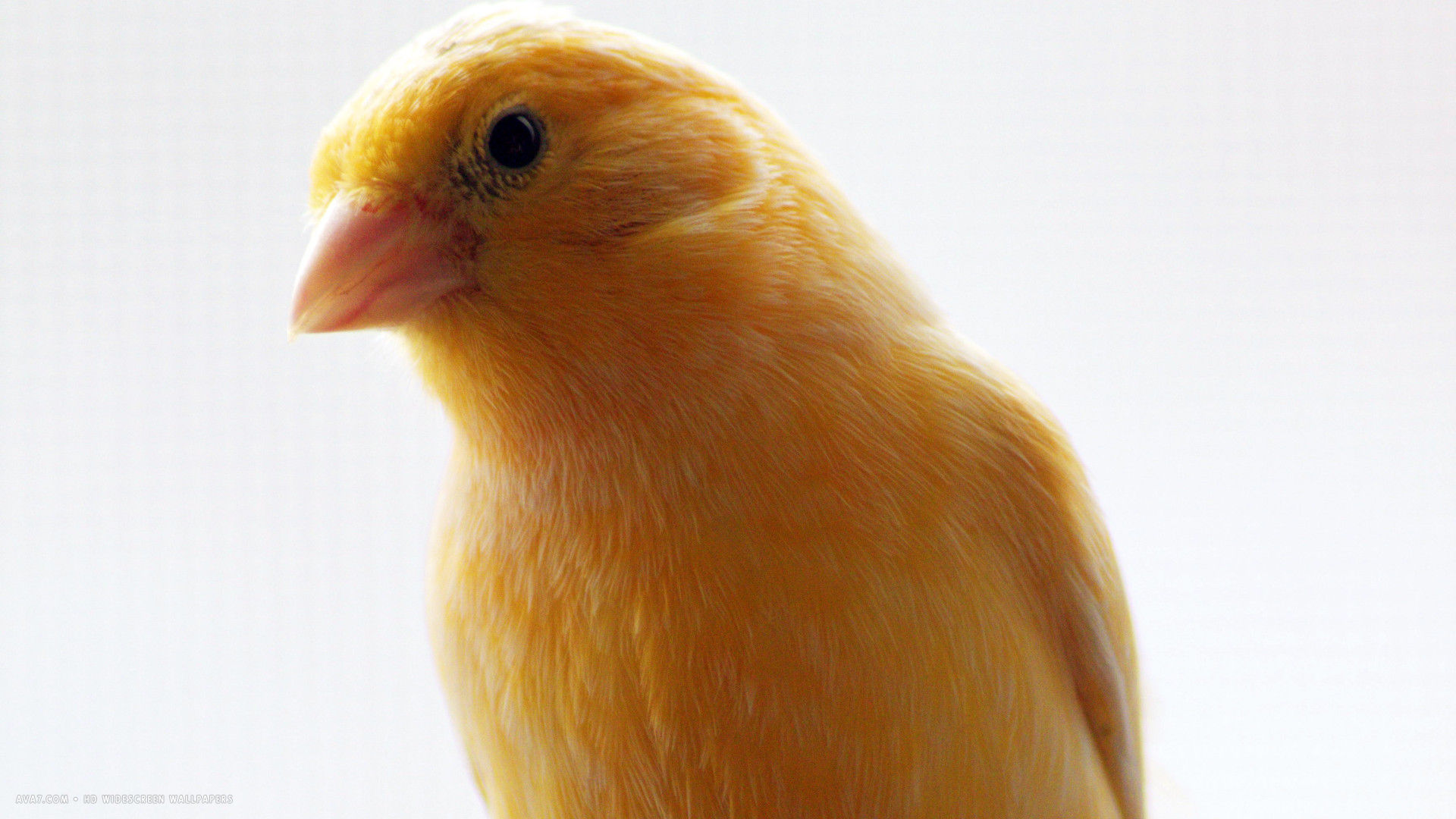 canary yellow close head bird hd widescreen wallpaper