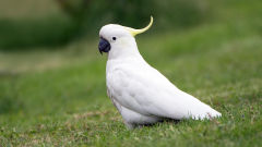 cockatoo bird white grass