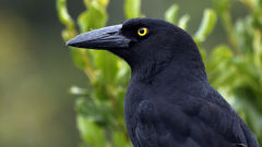 currawong wallpapers