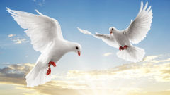 dove white doves bird flying sky sunset clouds