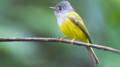 flycatcher wallpapers