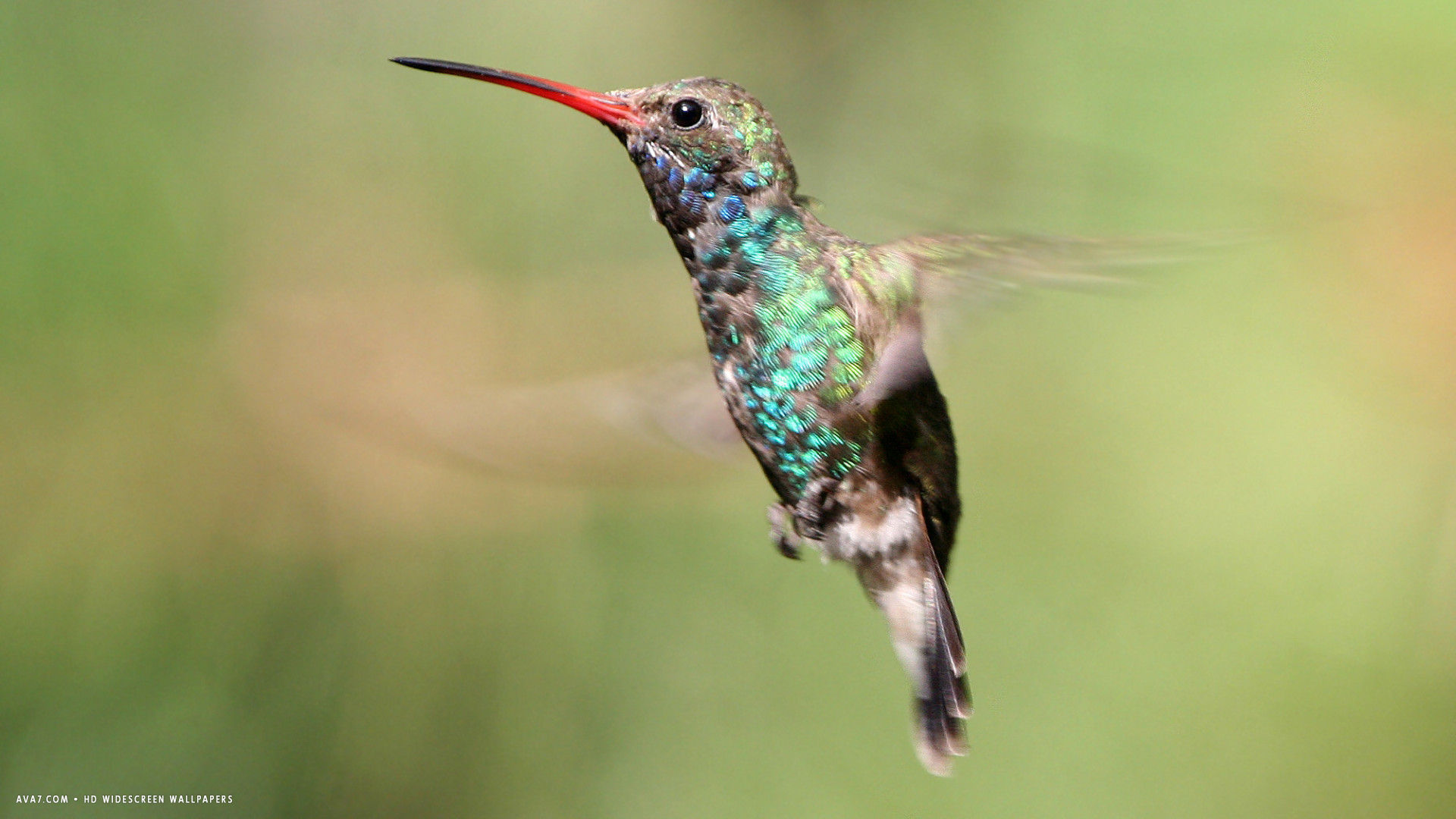 hummingbird bird flying small fast wings shiny hd widescreen wallpaper