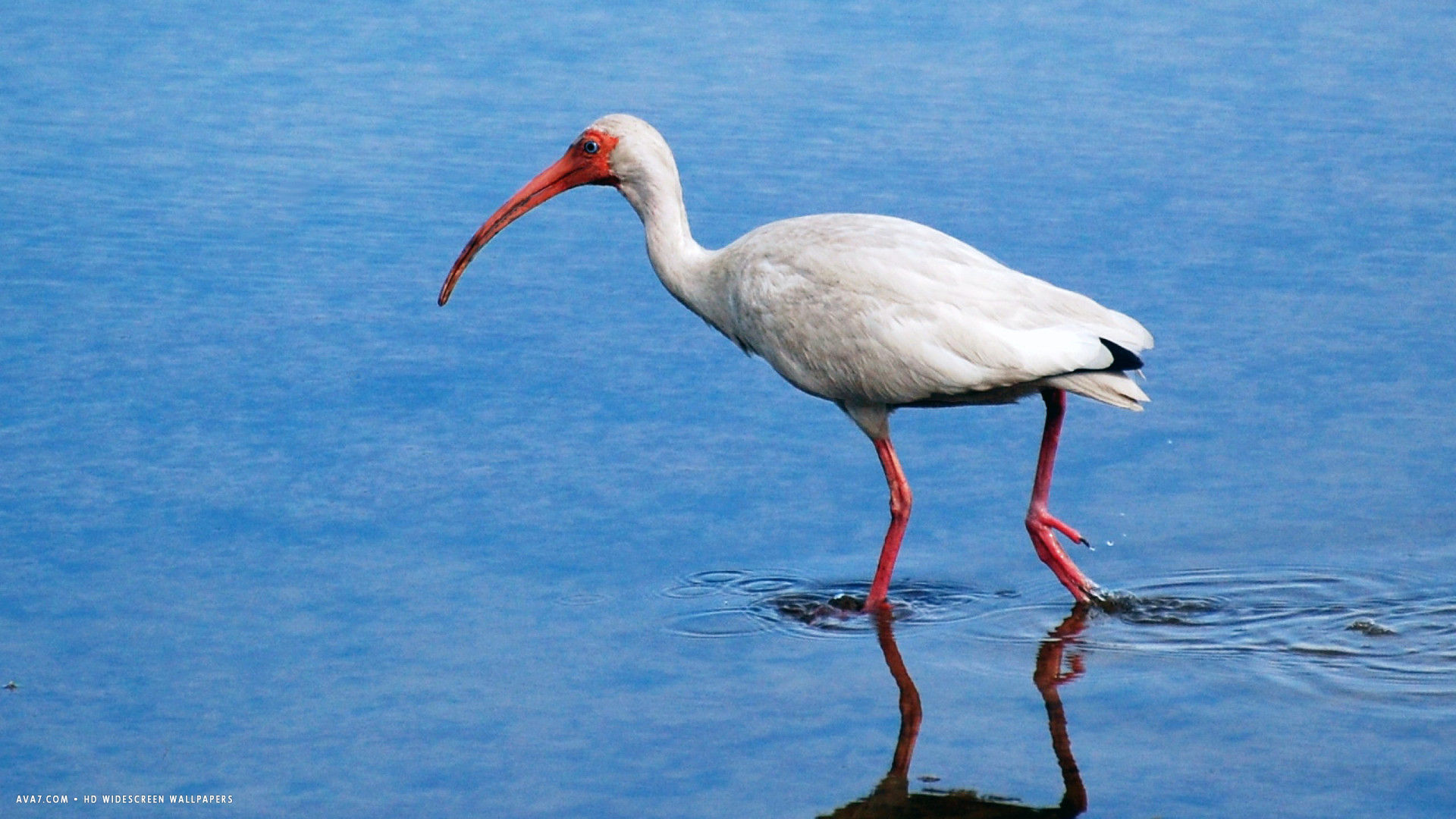 ibis white bird hd widescreen wallpaper