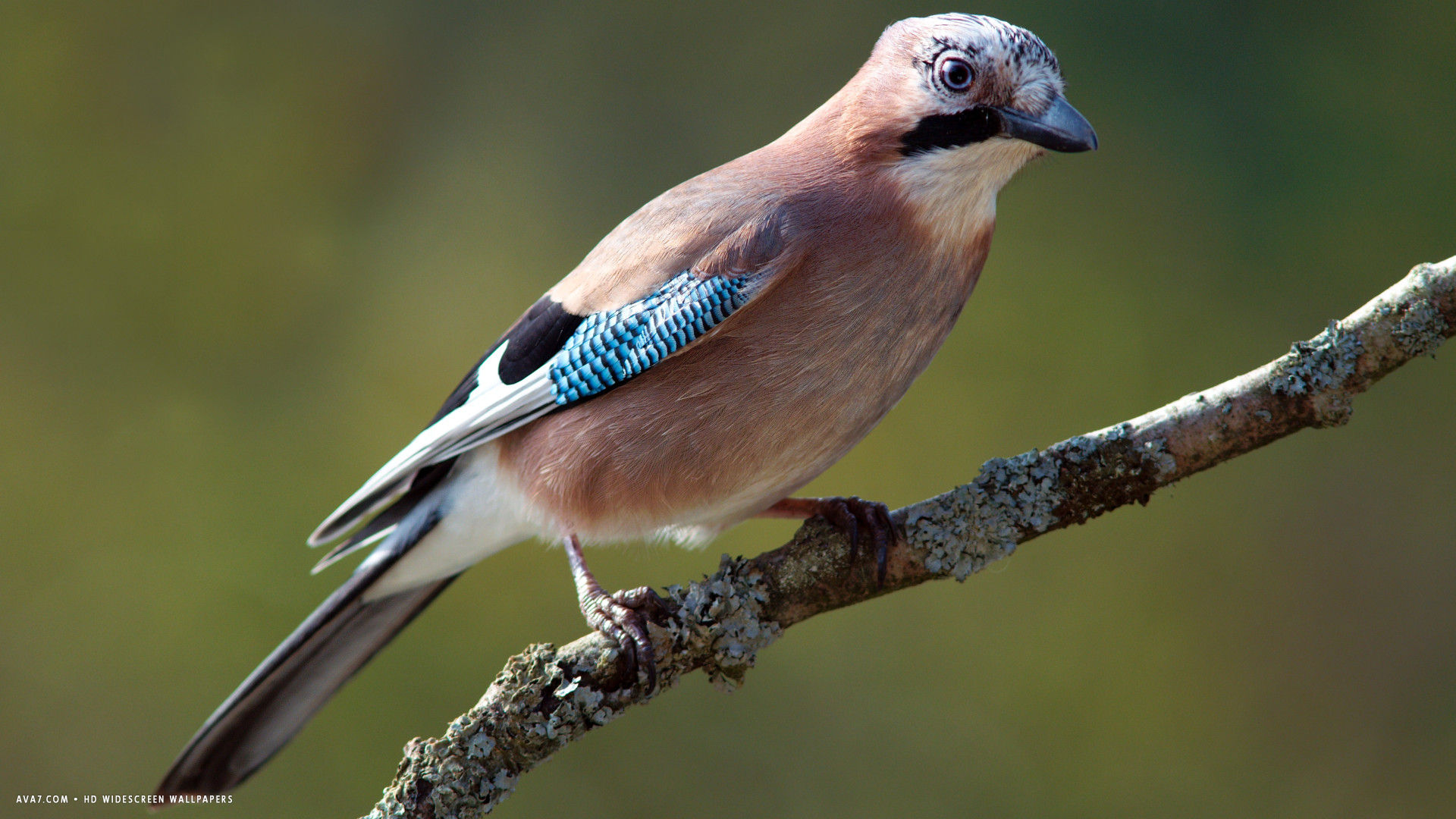 jay bird branch hd widescreen wallpaper