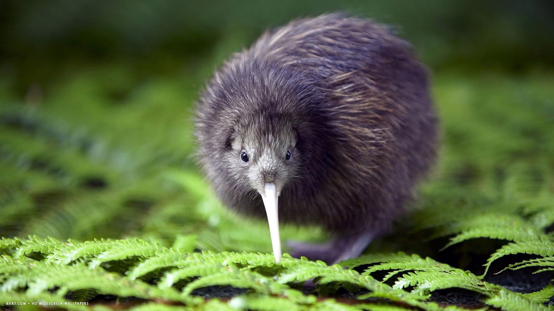 kiwi bird ground grass hd widescreen wallpaper