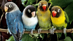 lovebird four colorful lovebirds birds sitting