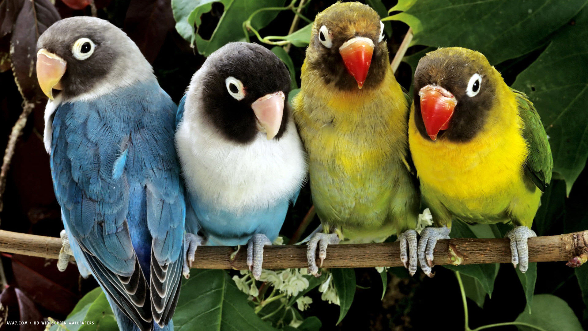 lovebird four colorful lovebirds birds sitting hd widescreen wallpaper