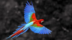 macaw bird parrot flying colorful