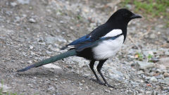magpie bird black white