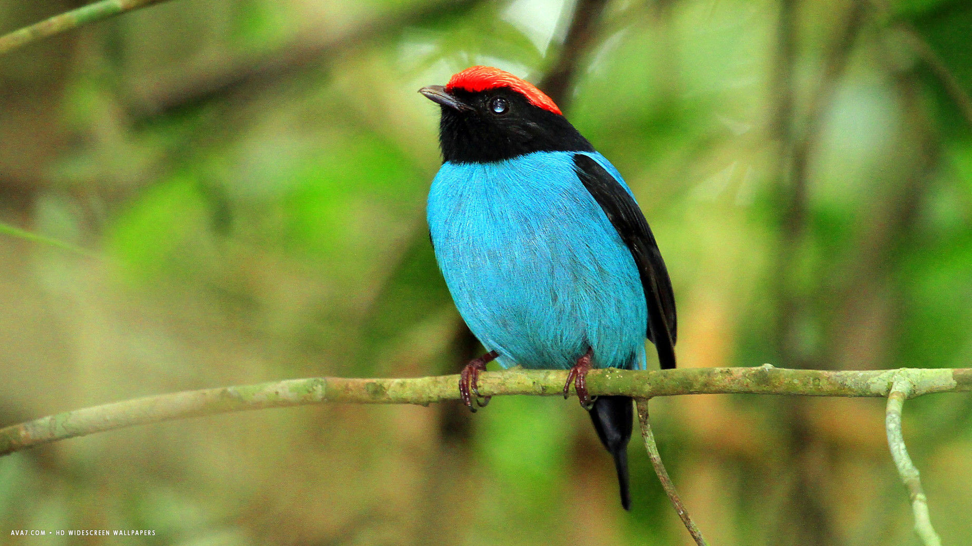 manakin bird blue hd widescreen wallpaper