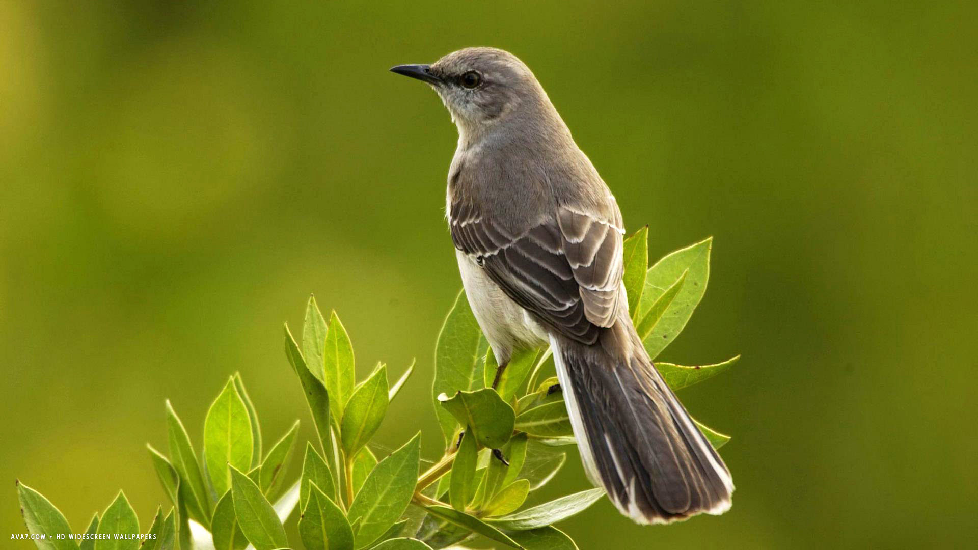 mockingbird bird hd widescreen wallpaper