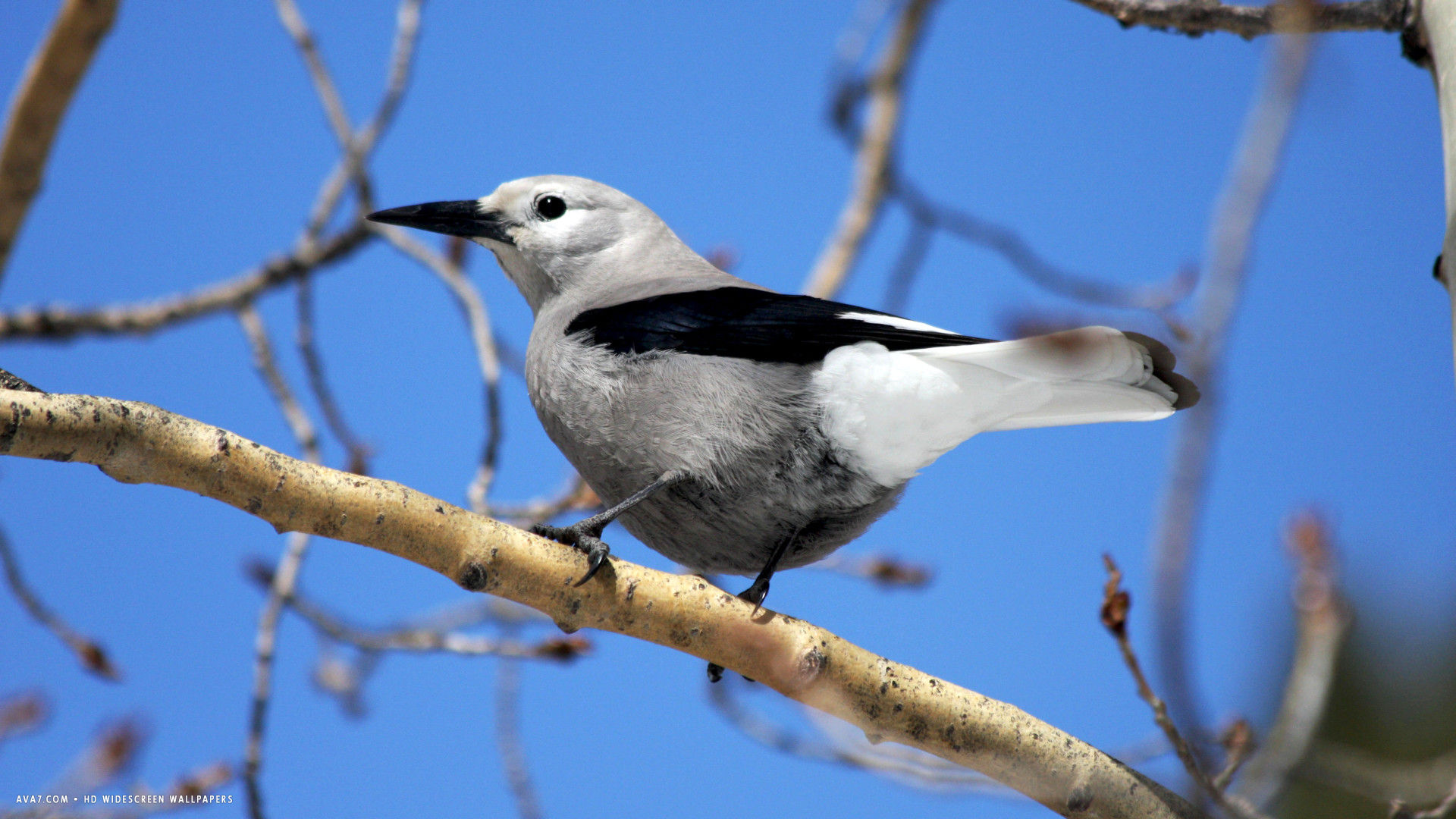 nutcracker bird tree hd widescreen wallpaper