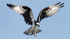 osprey wallpapers