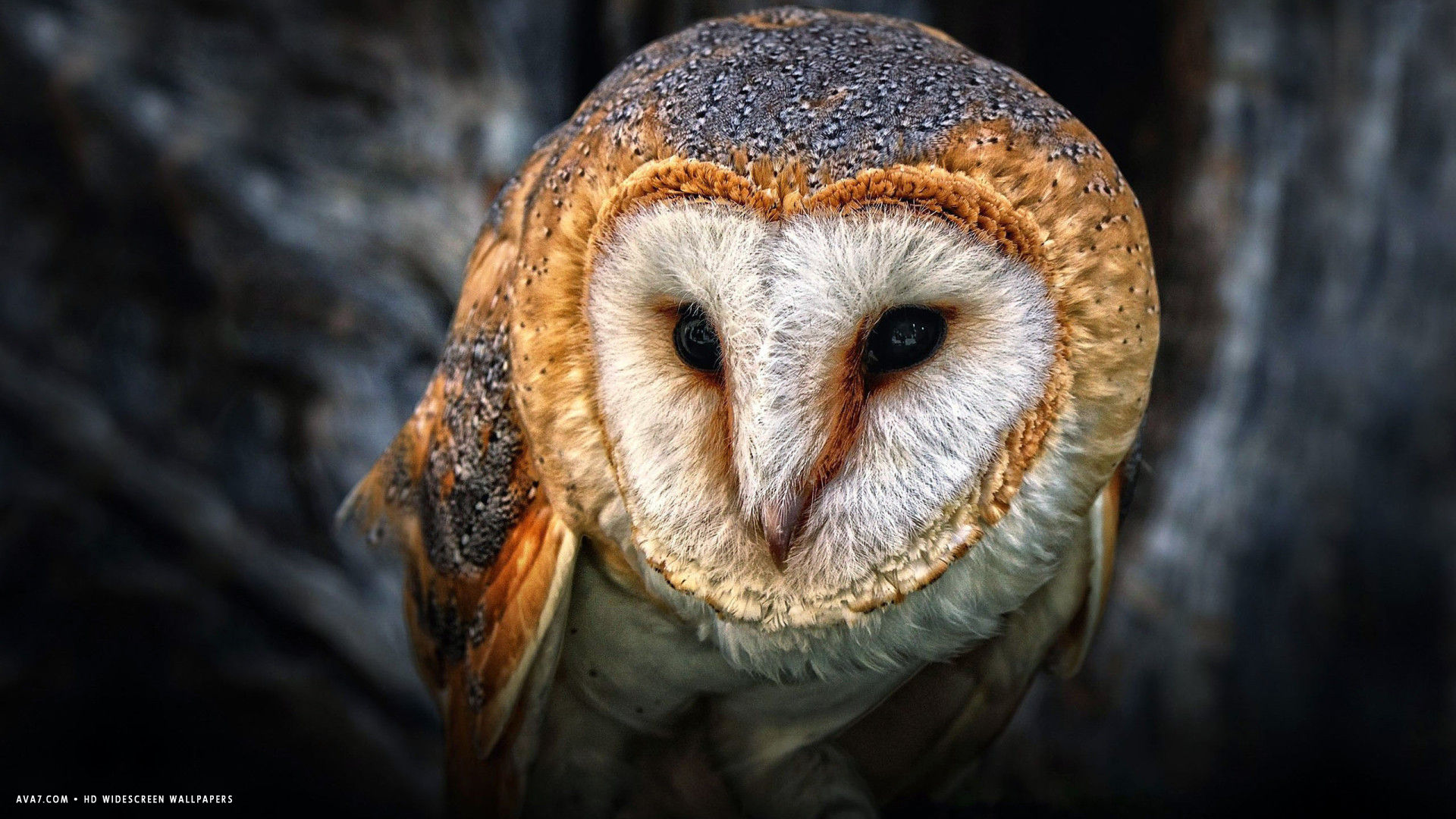 owl bird cute tree hd widescreen wallpaper
