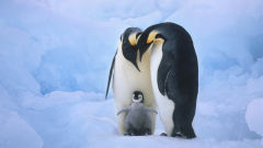 penguin family bird parents baby ice snow