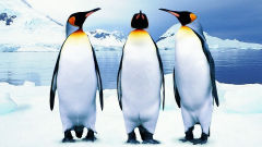 penguin three emperor penguins bird antarctica