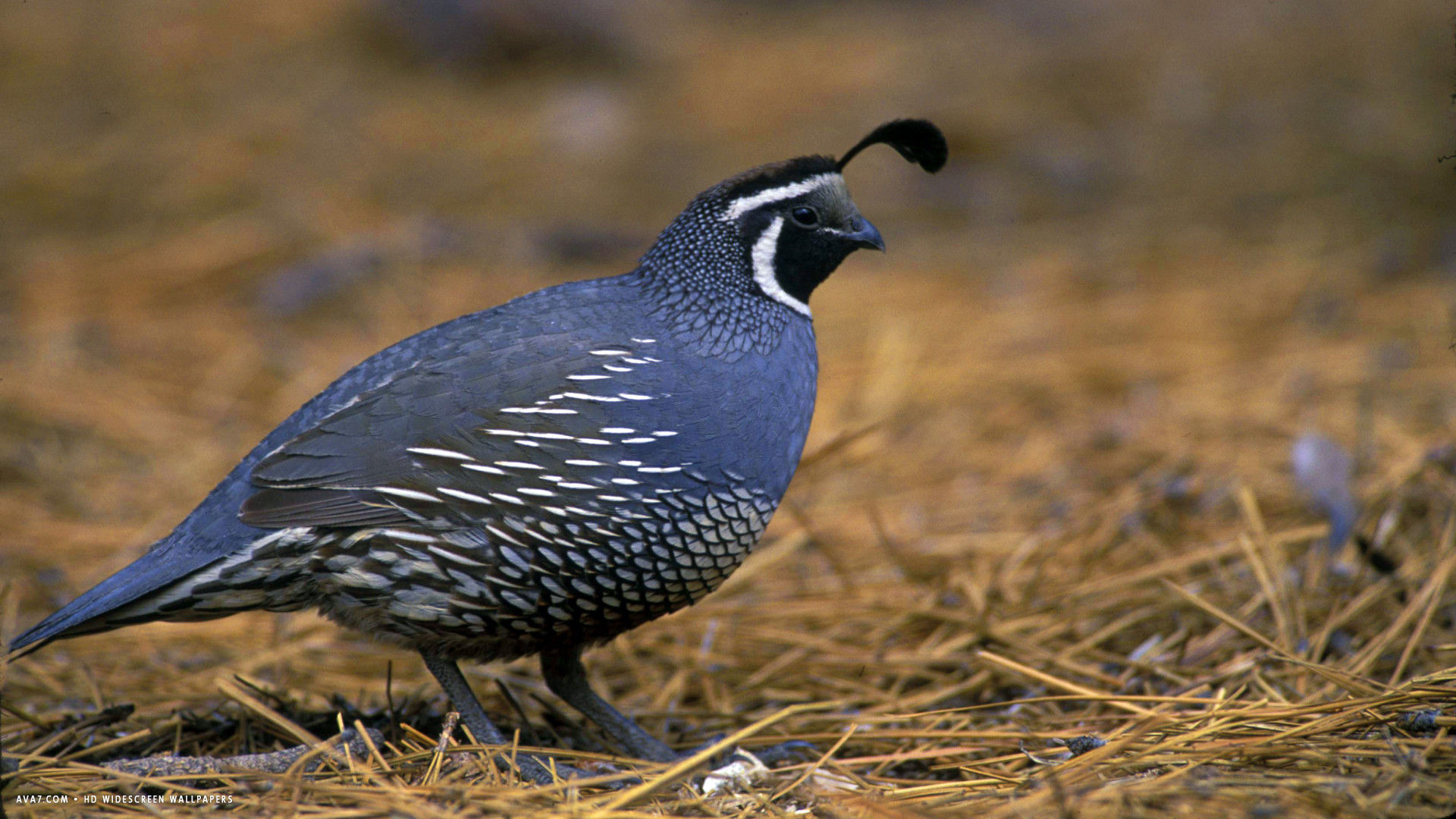 quail bird hd widescreen wallpaper