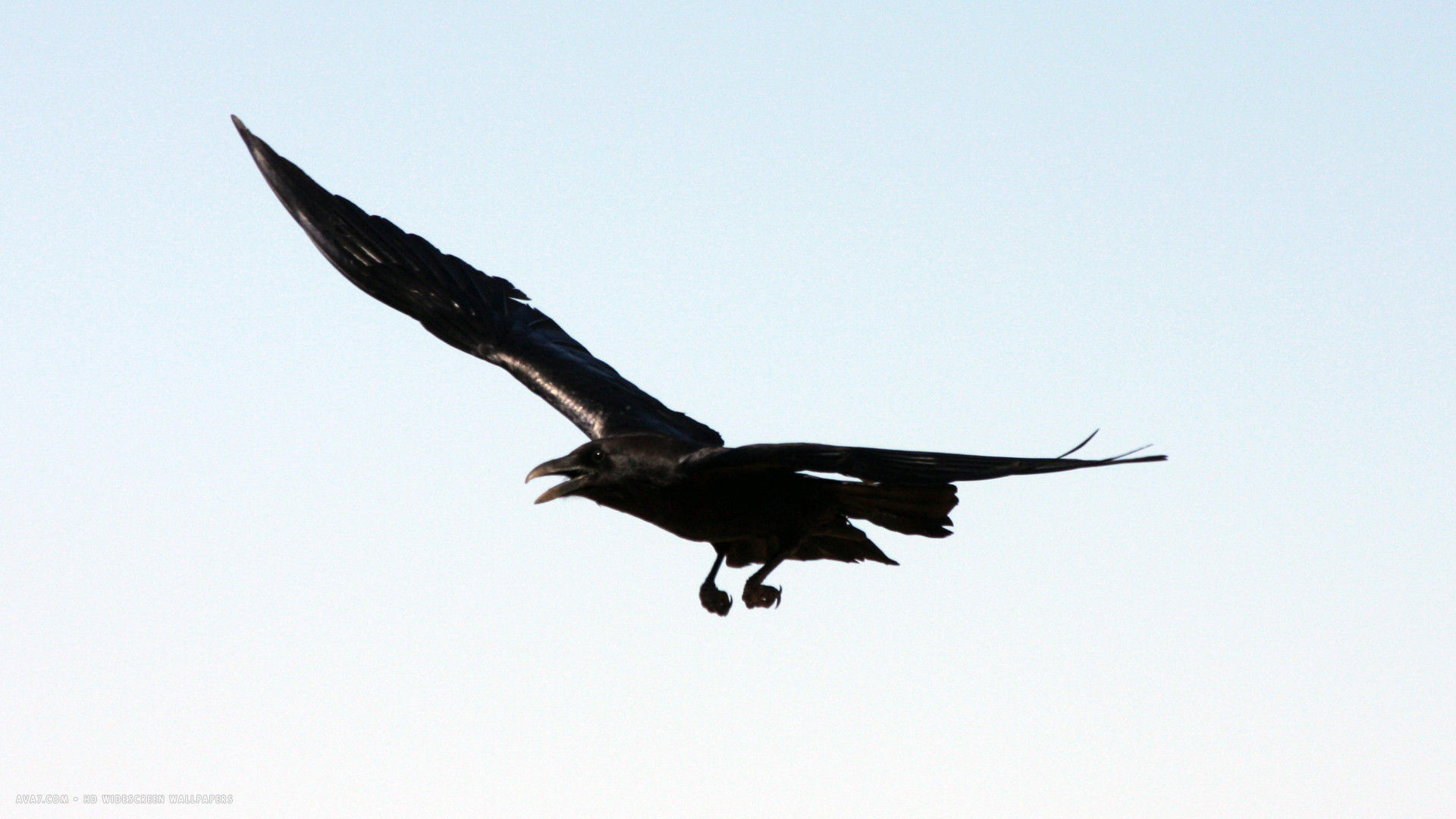 raven bird corvus cryptoleucus flying hd widescreen wallpaper