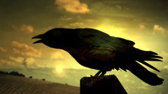 raven bird singing sunset