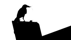 raven black white roof bird