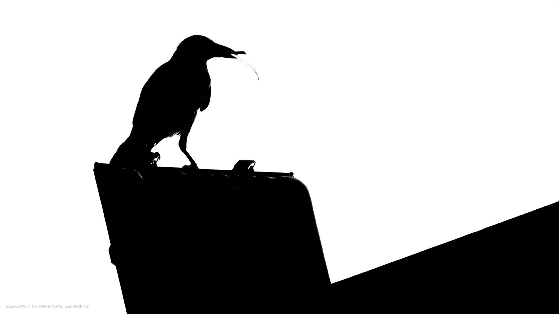 raven black white roof bird hd widescreen wallpaper