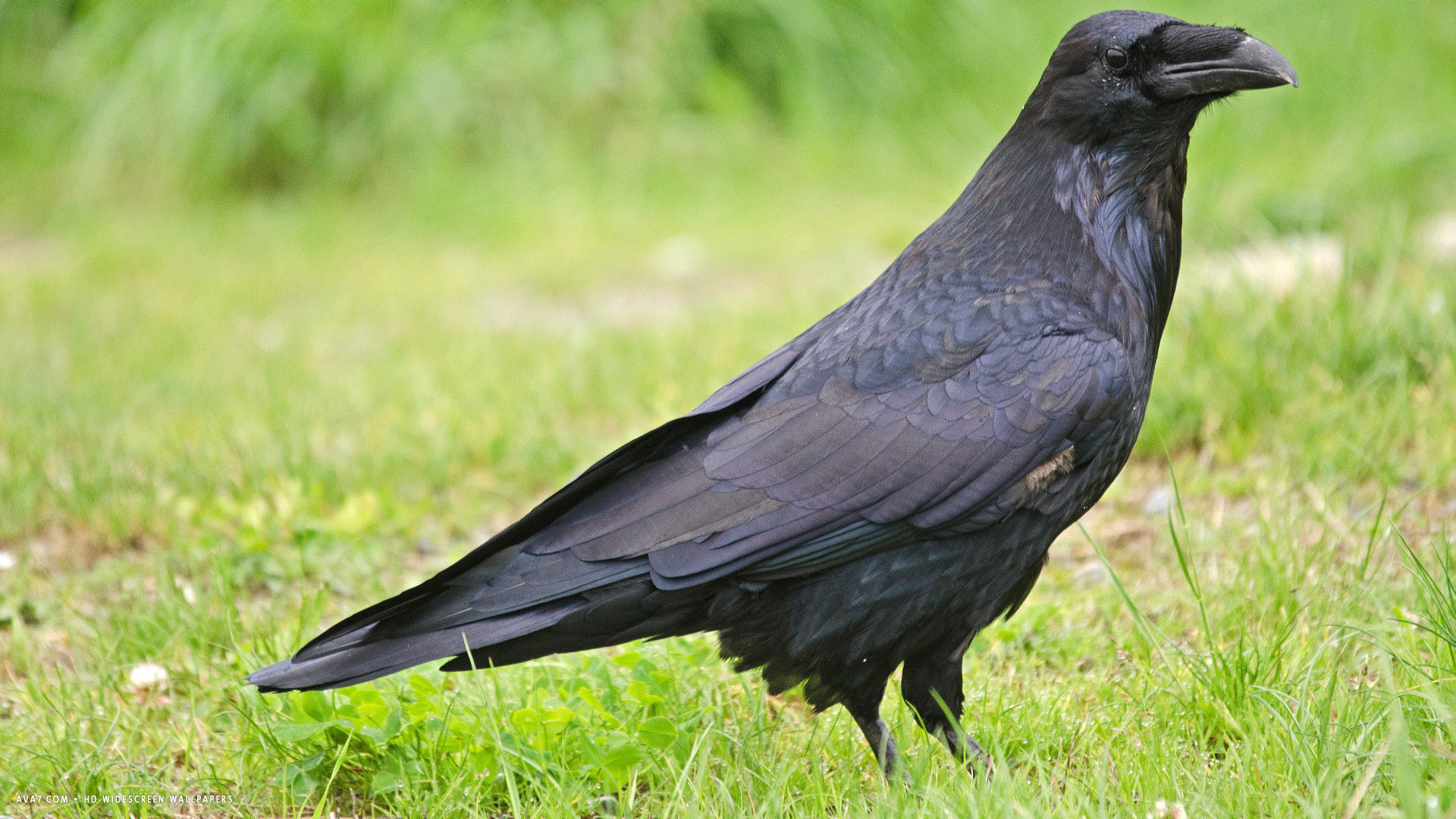 raven common standing ground bird hd widescreen wallpaper