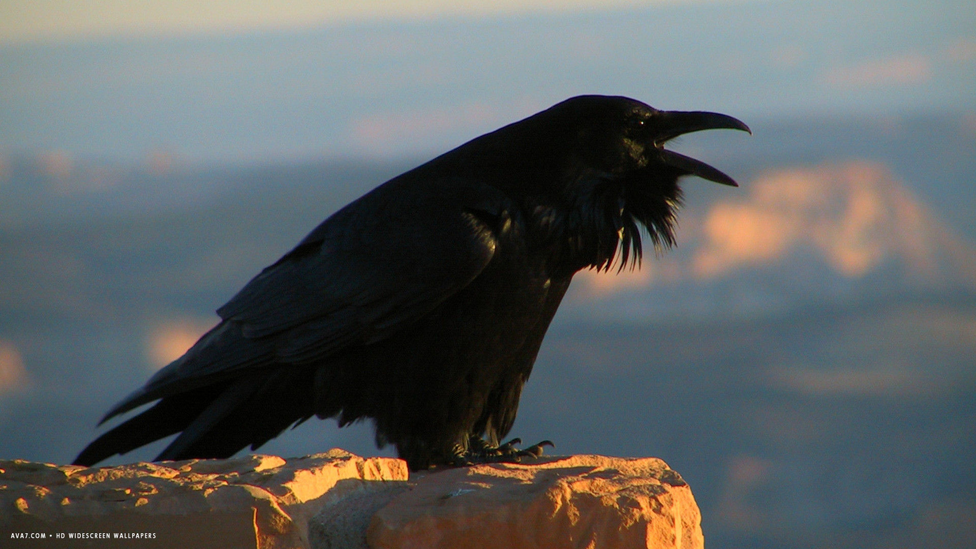 raven corvus corax bird hd widescreen wallpaper