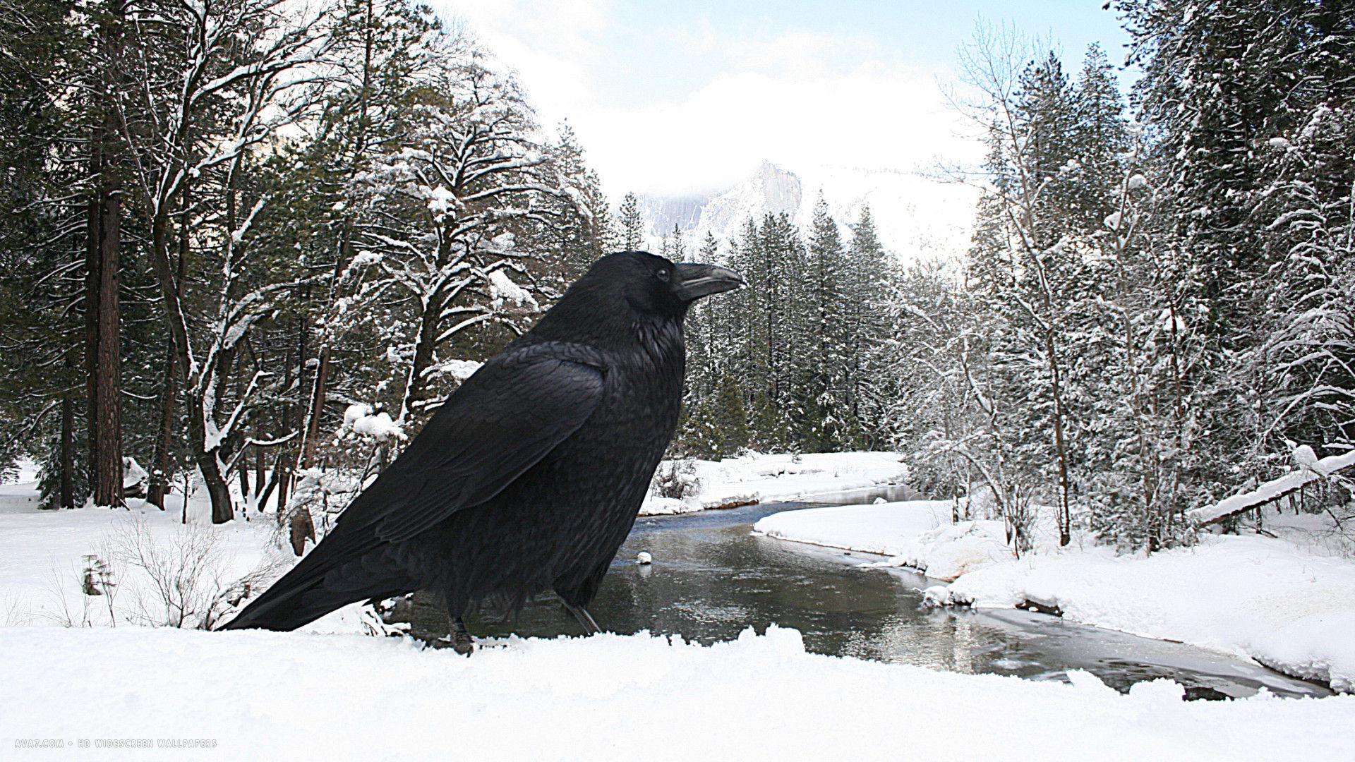 raven corvus corax half dome bird snow river wood landscape hd widescreen wallpaper